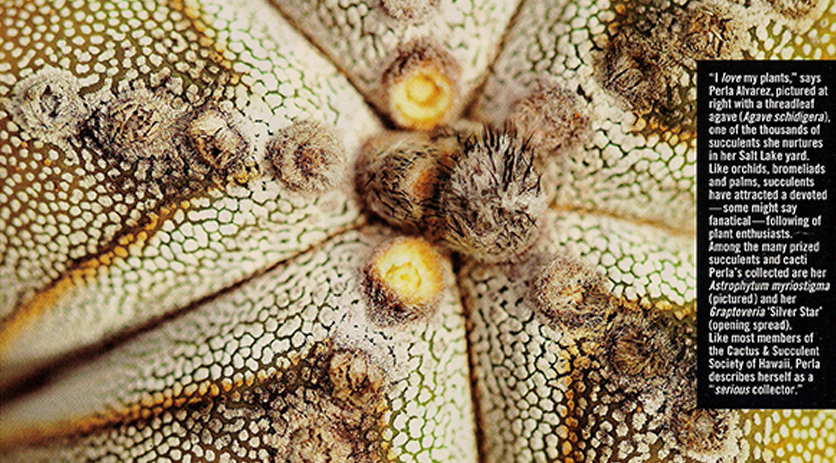 Astrophytum